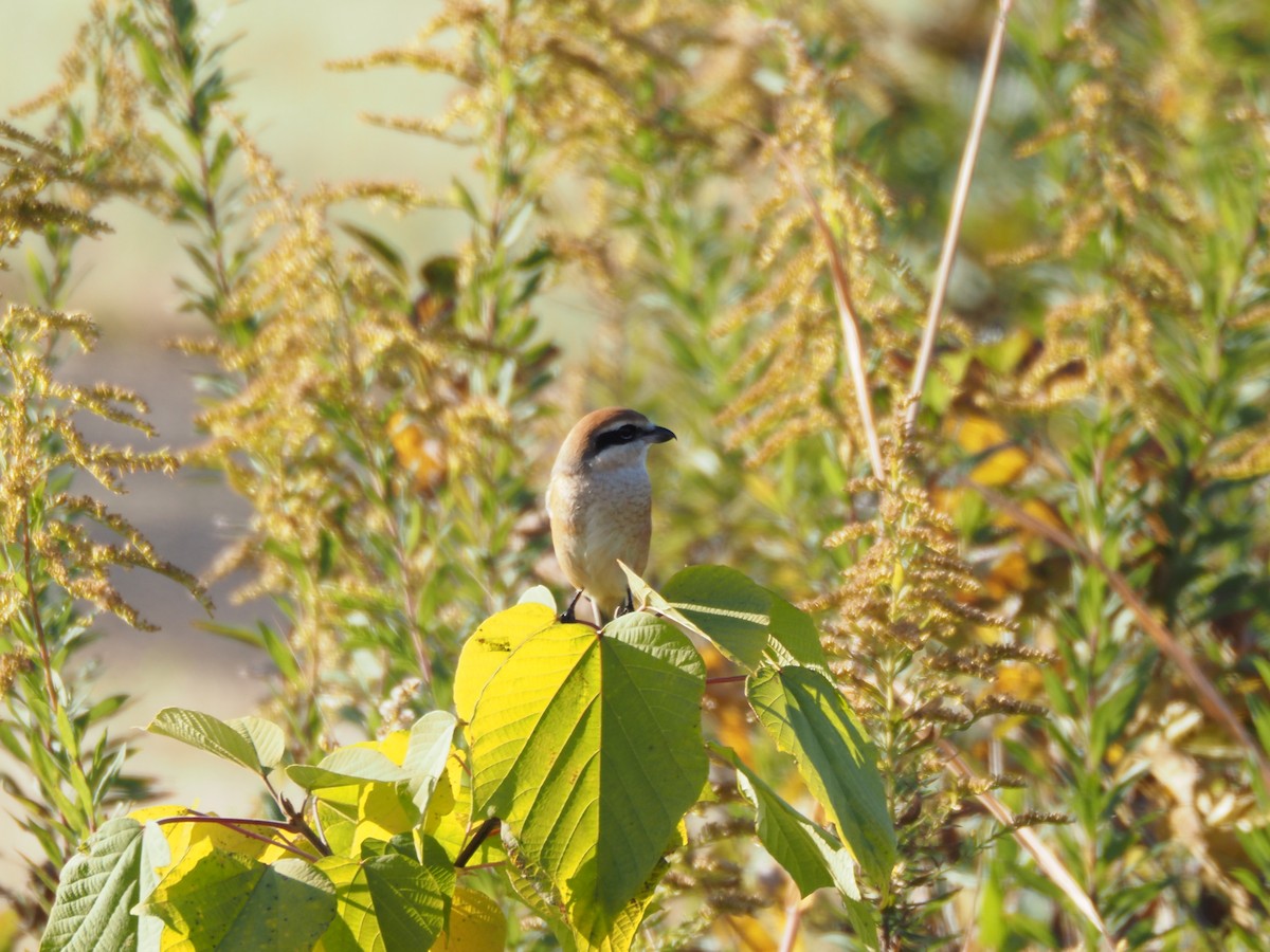 Bull-headed Shrike - ML645587858