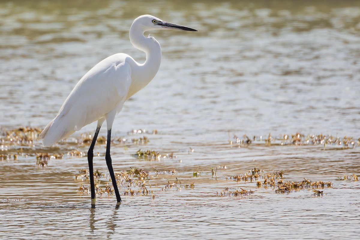 Western Reef-Heron - ML645587860