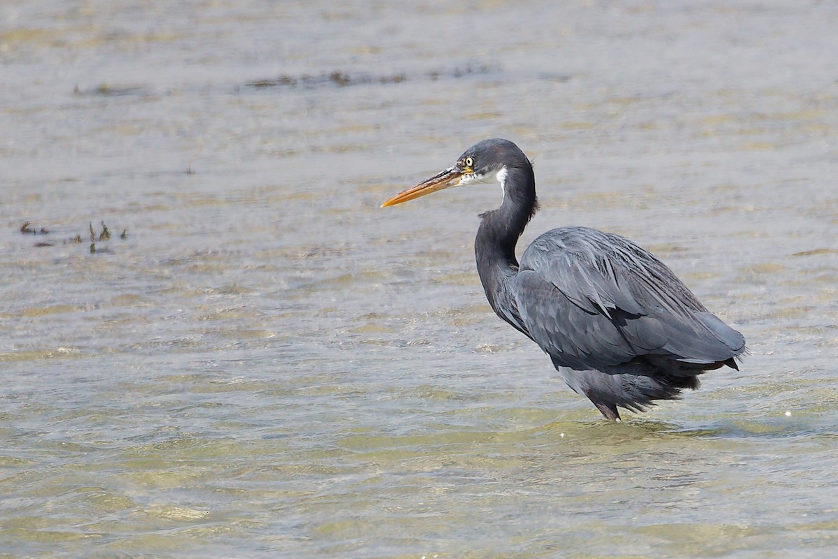 Western Reef-Heron - ML645587861