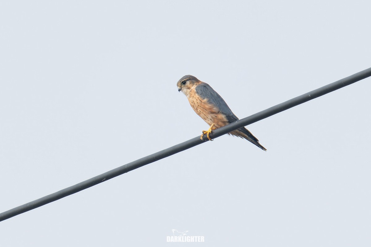 Merlin - ML645587862