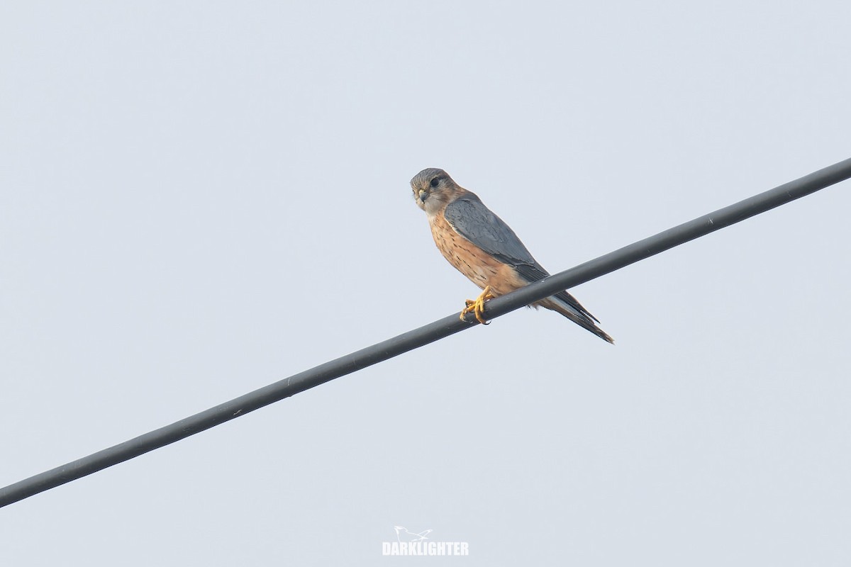 Merlin - ML645587863