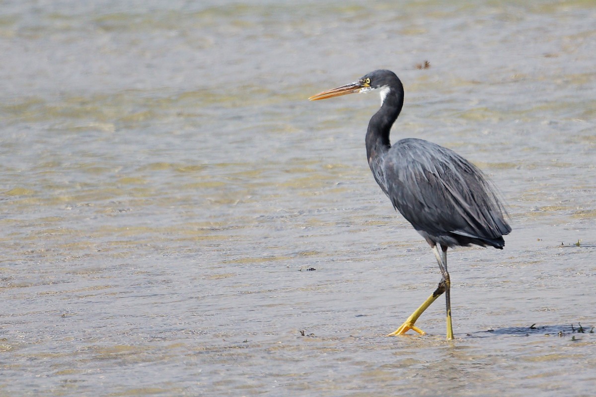 Western Reef-Heron - ML645587864