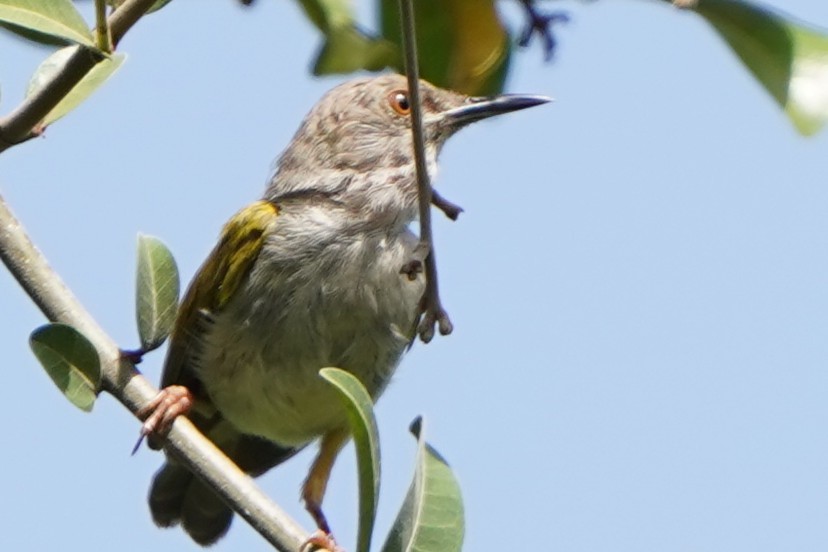 Green-backed Camaroptera (Gray-backed) - ML645587866