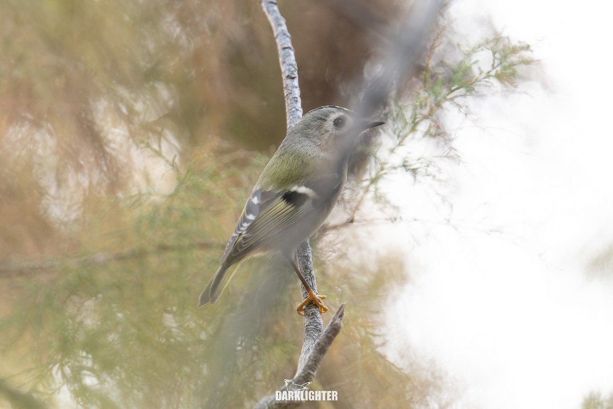 Goldcrest - ML645587867