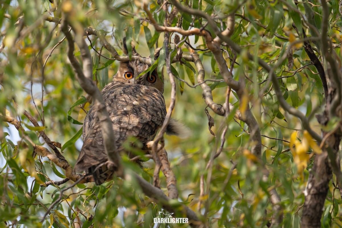 Long-eared Owl - ML645587868