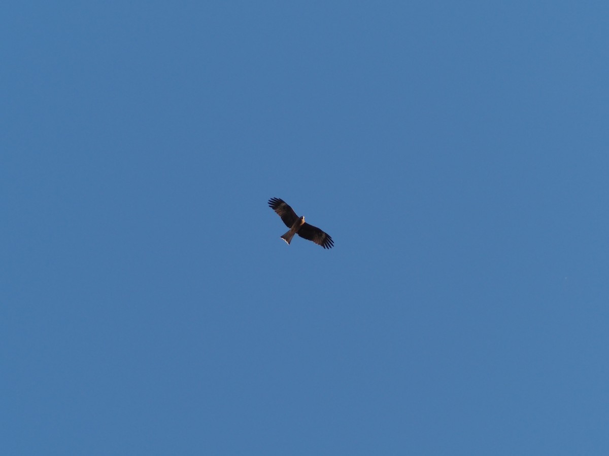 Black Kite - ML645587869