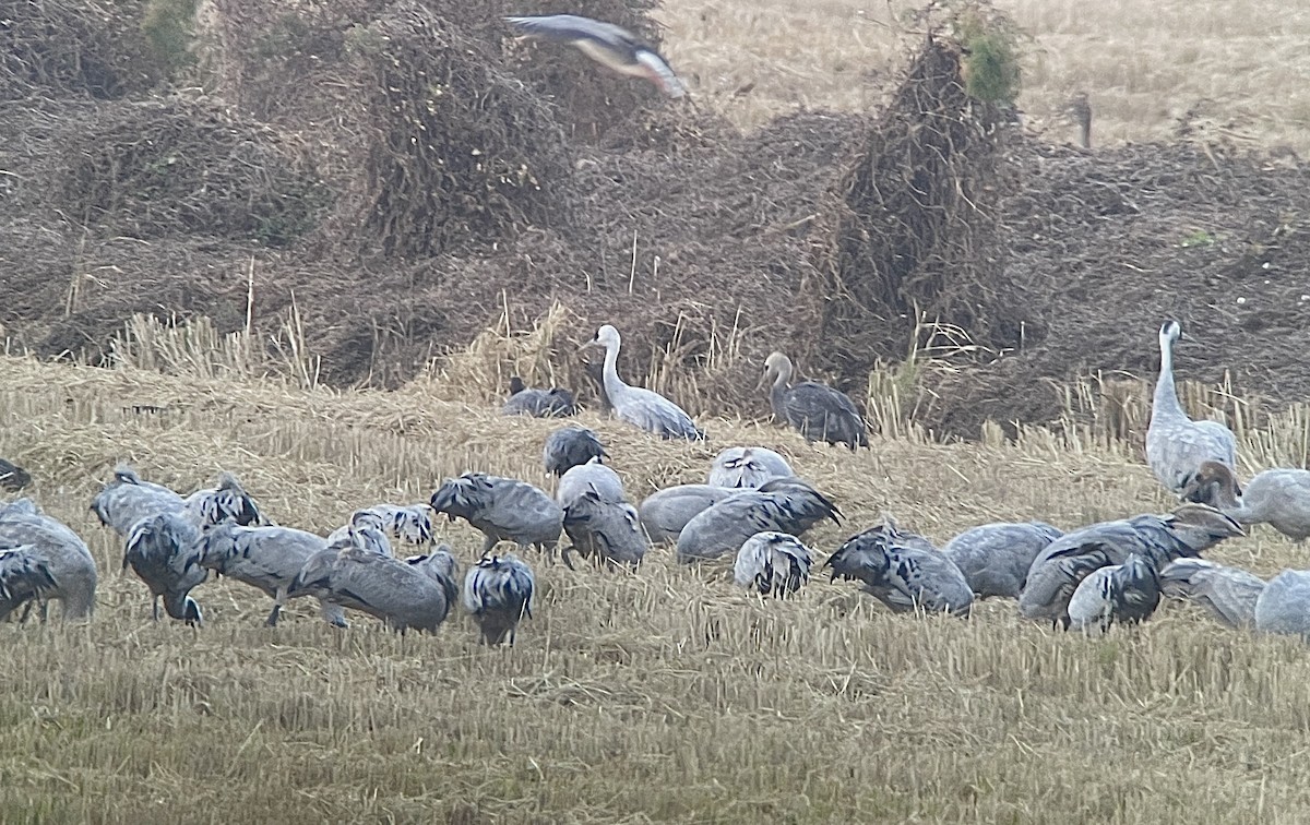 Common x Hooded Crane (hybrid) - ML645587871