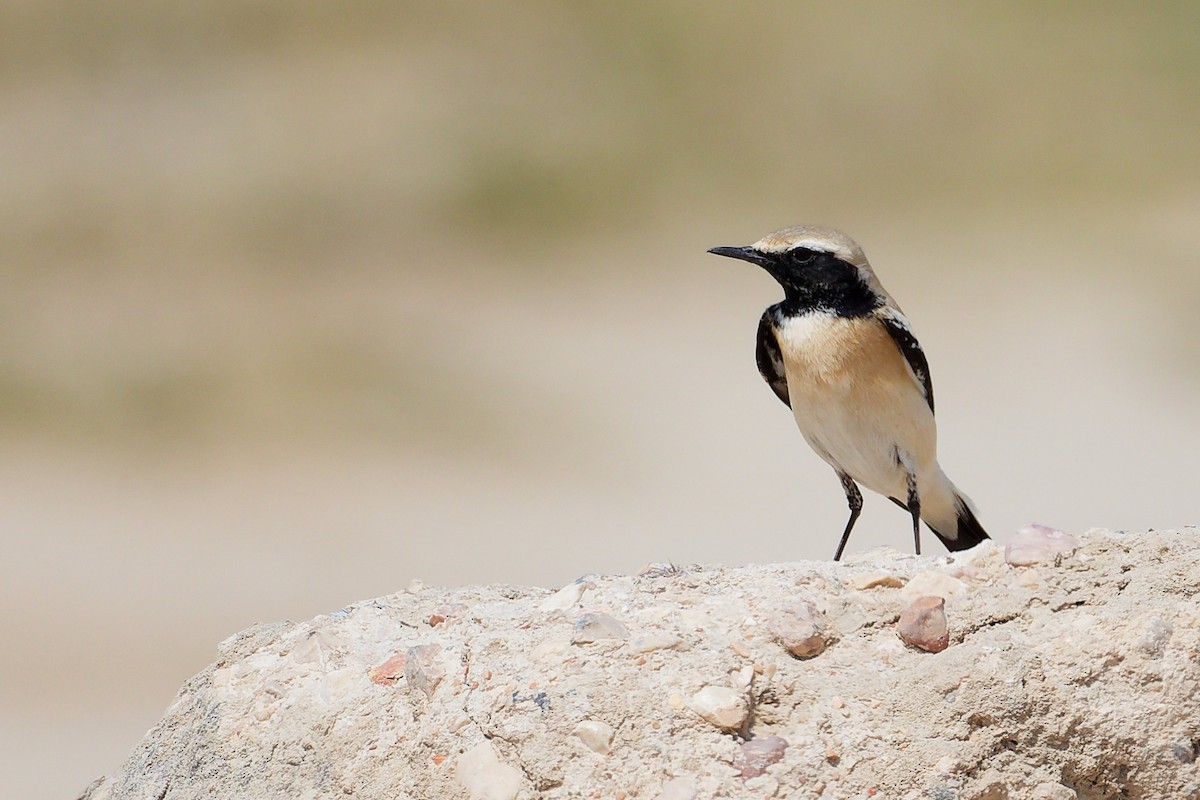 Desert Wheatear - ML645587872