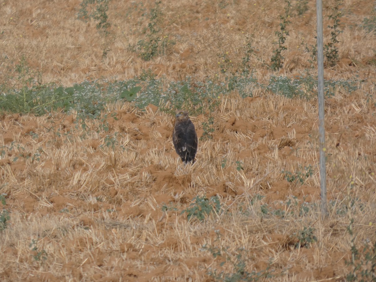 Western Marsh Harrier - ML645587873
