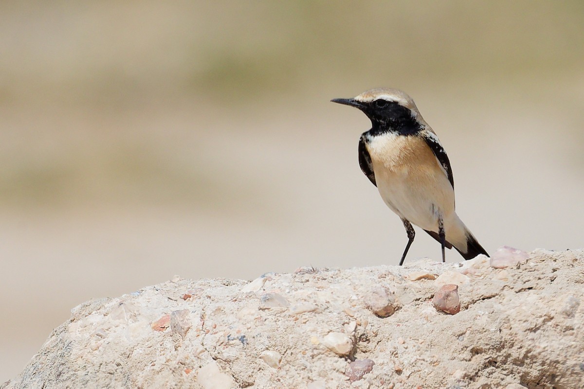 Desert Wheatear - ML645587874
