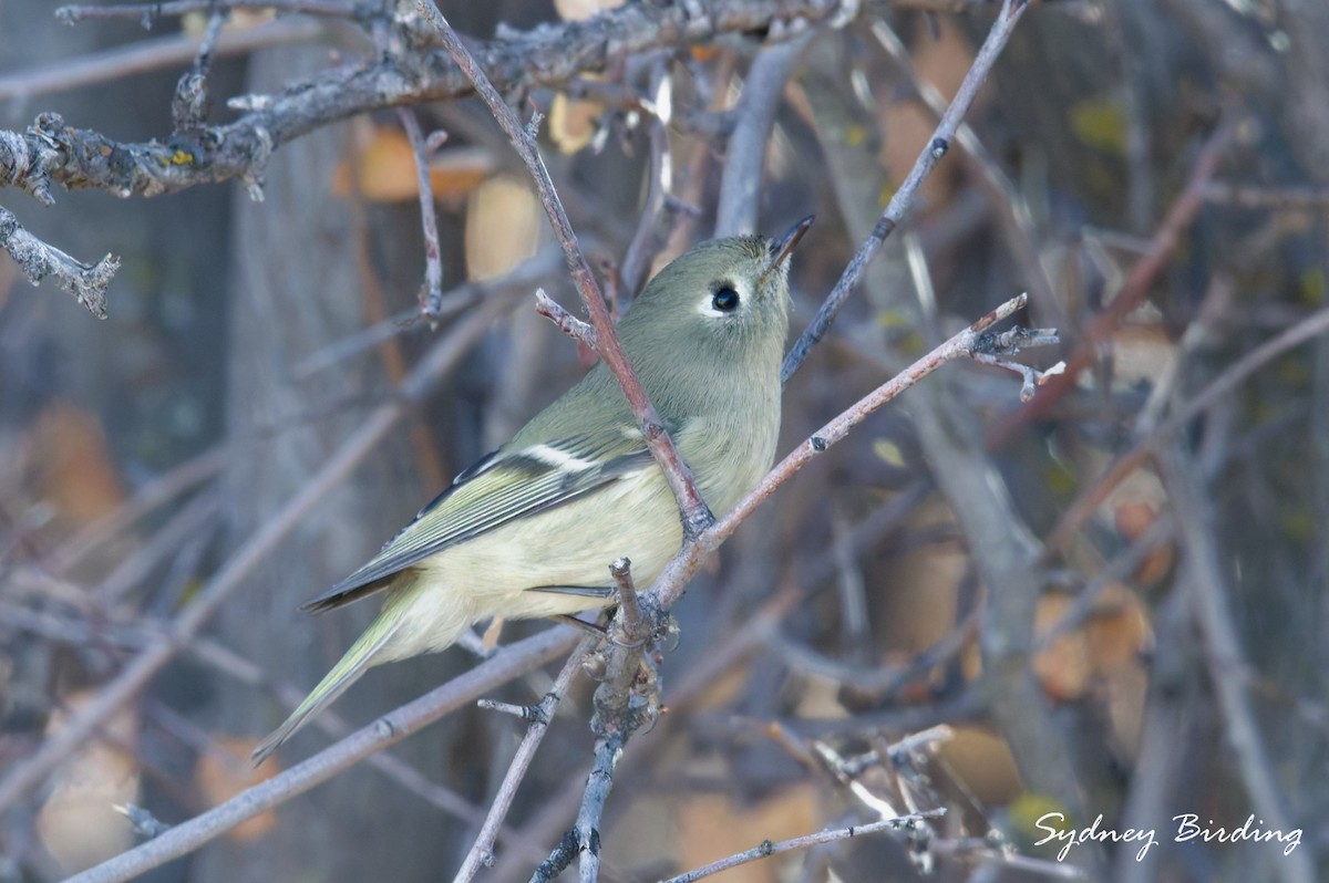 Ruby-crowned Kinglet - ML645587875