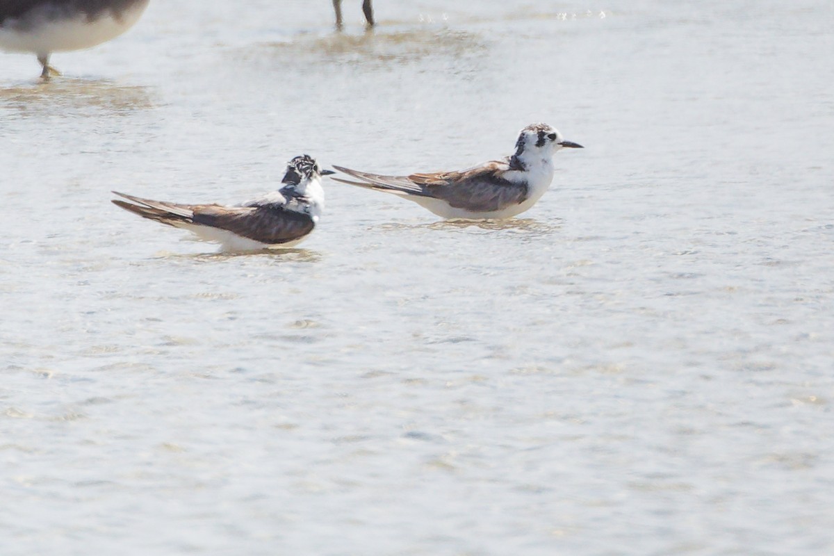 White-winged Tern - ML645587876