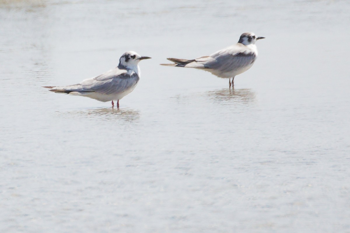 White-winged Tern - ML645587877