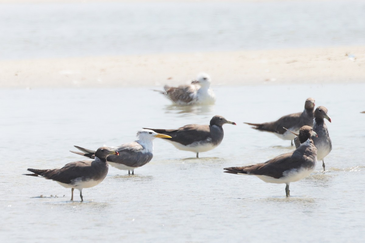 Sooty Gull - ML645587878