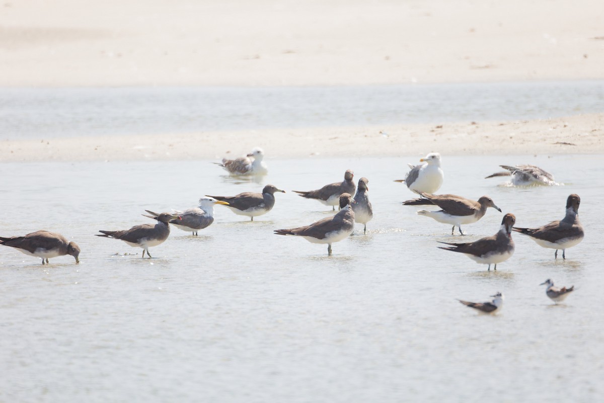 Sooty Gull - ML645587880