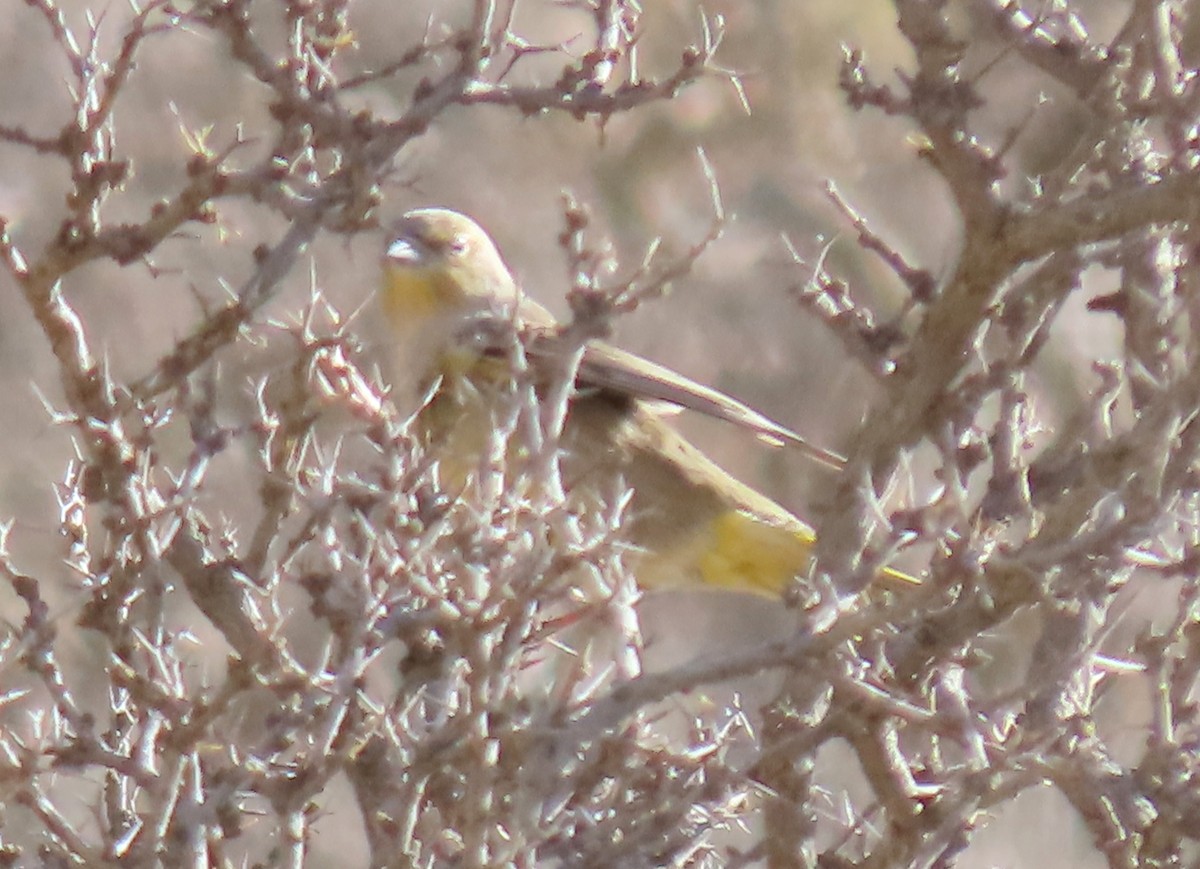 Greater Yellow-Finch - ML645587883