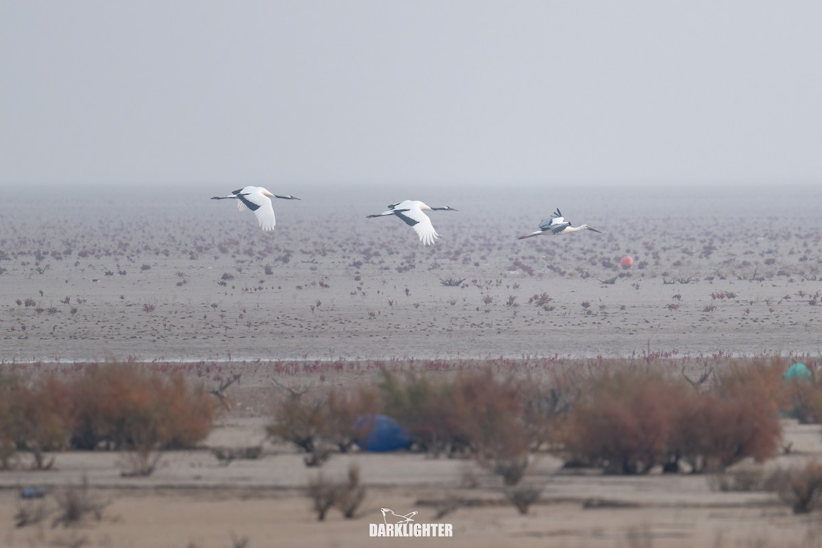 Red-crowned Crane - ML645587913