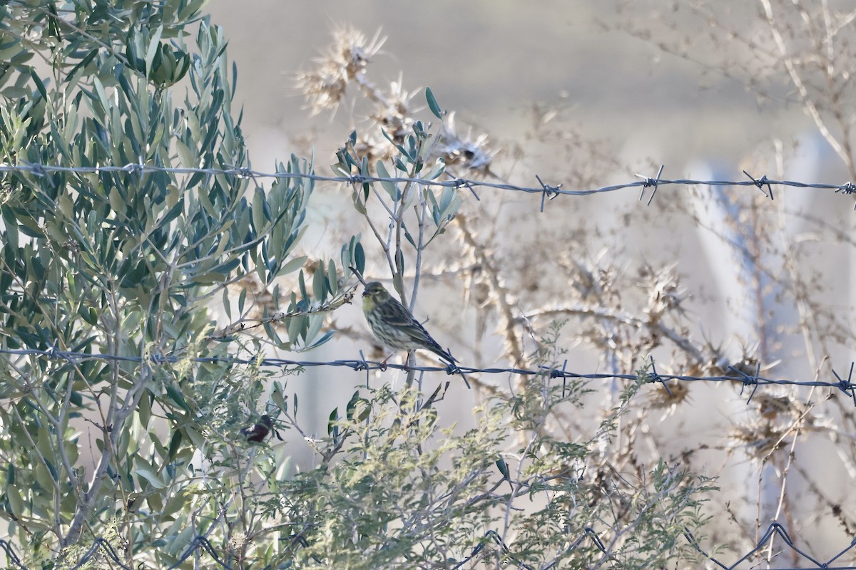 בזבוז אירופי - ML645587914