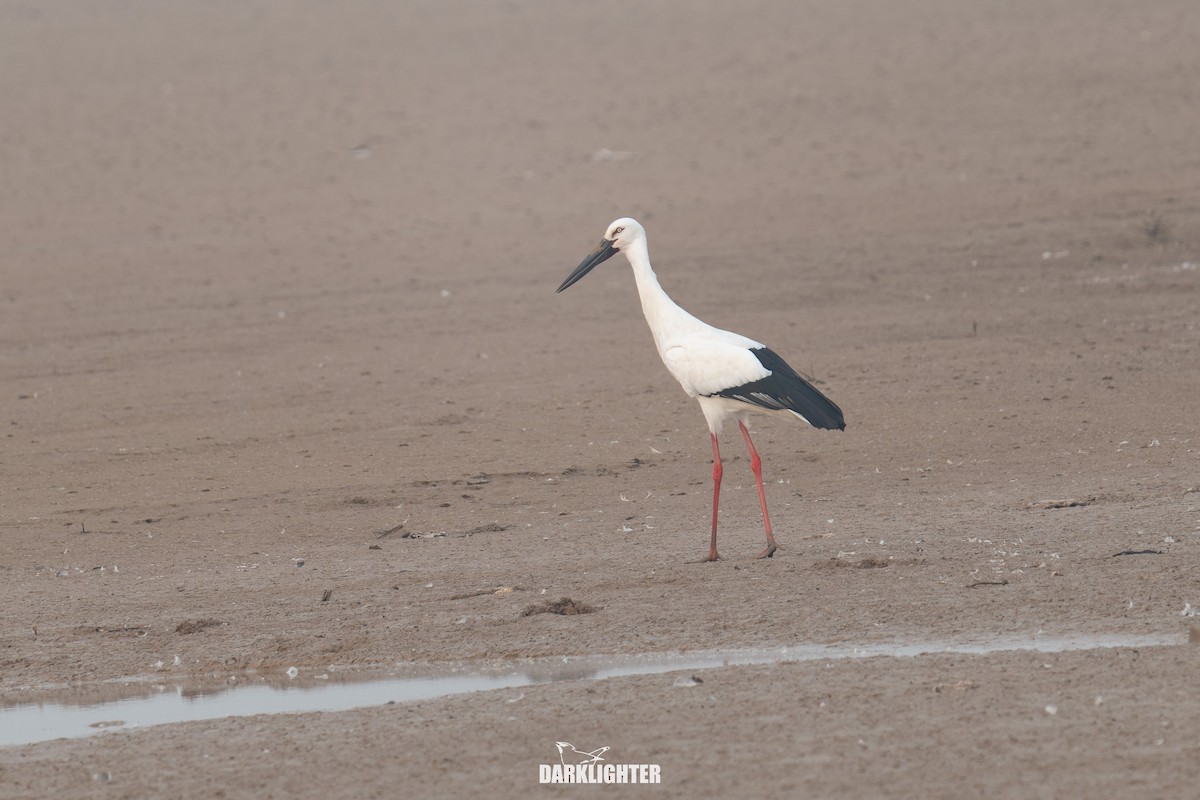 čáp východní - ML645587916