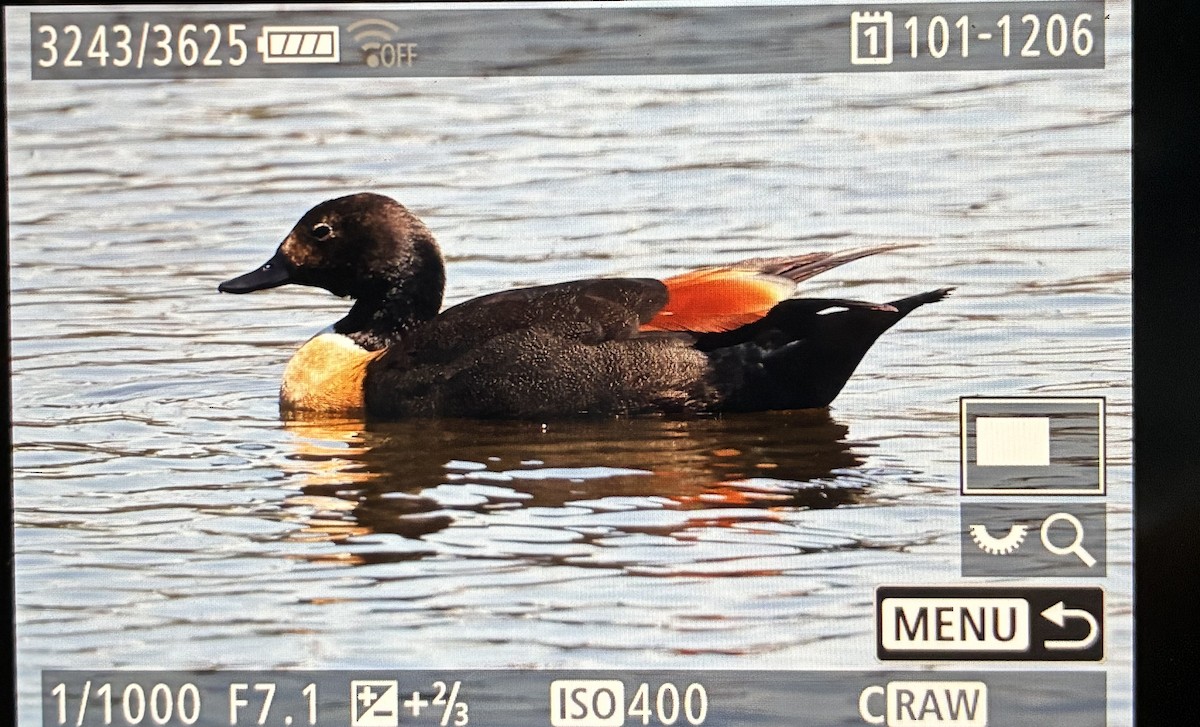 Australian Shelduck - ML645587919