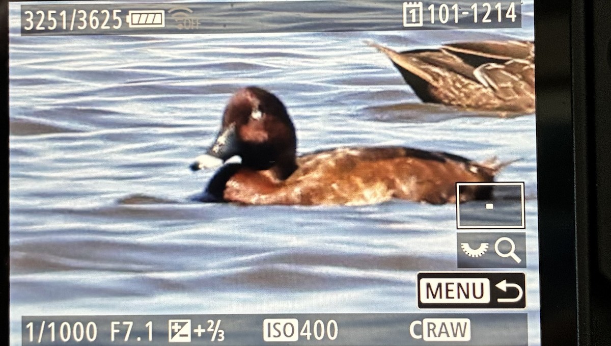 オーストラリアメジロガモ - ML645587934