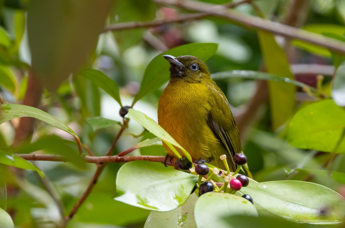 Andaman Bulbul - ML645587935