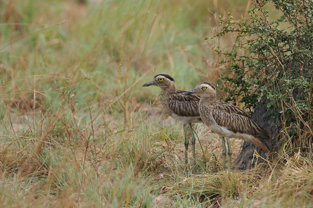 Kaşlı Kocagöz - ML645587937