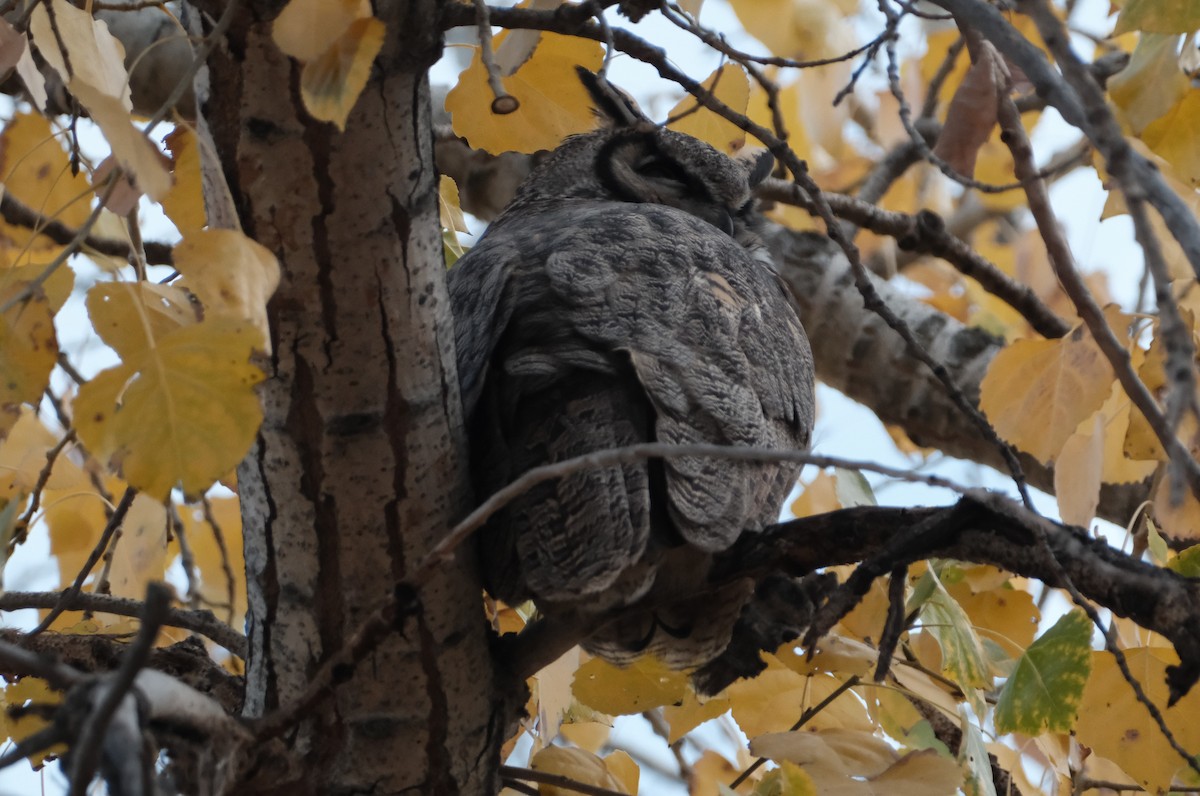 Great Horned Owl - ML645587941