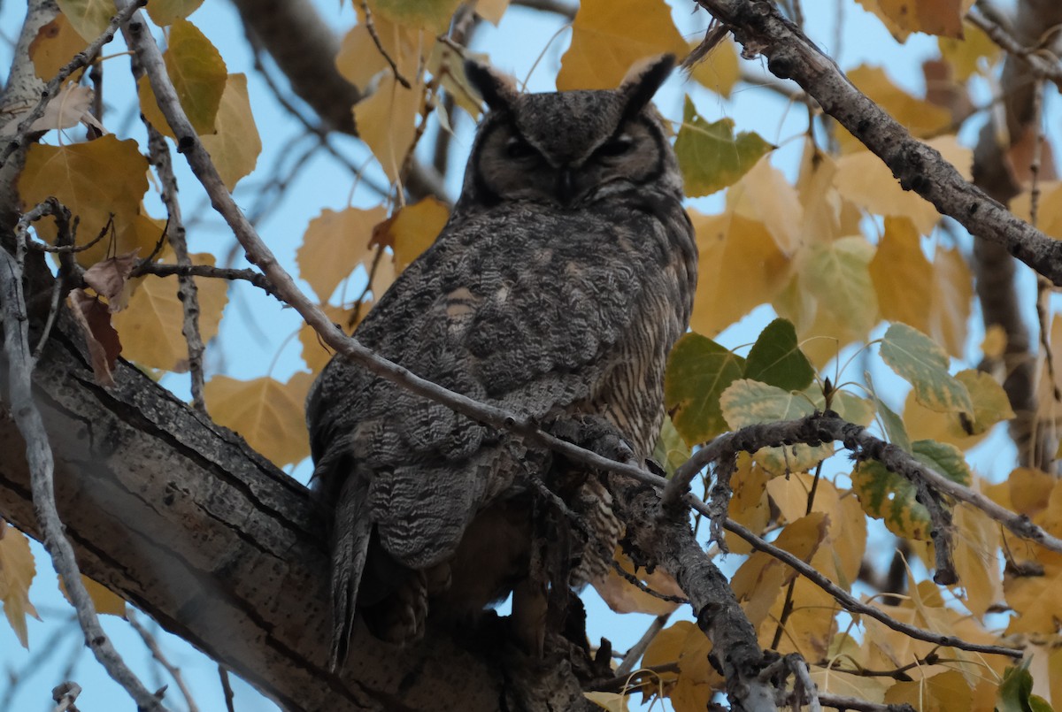 Great Horned Owl - ML645587942