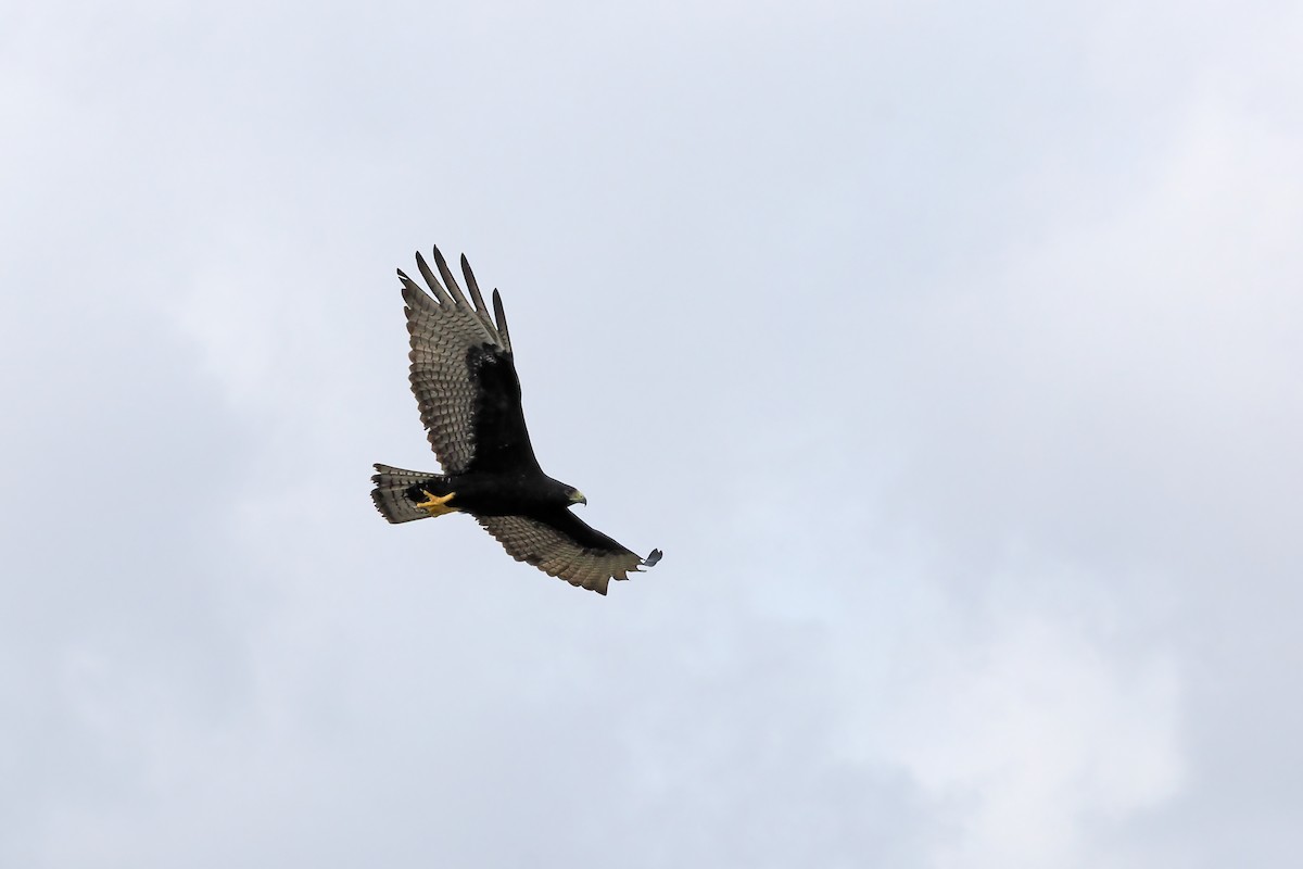 Zone-tailed Hawk - ML645587947