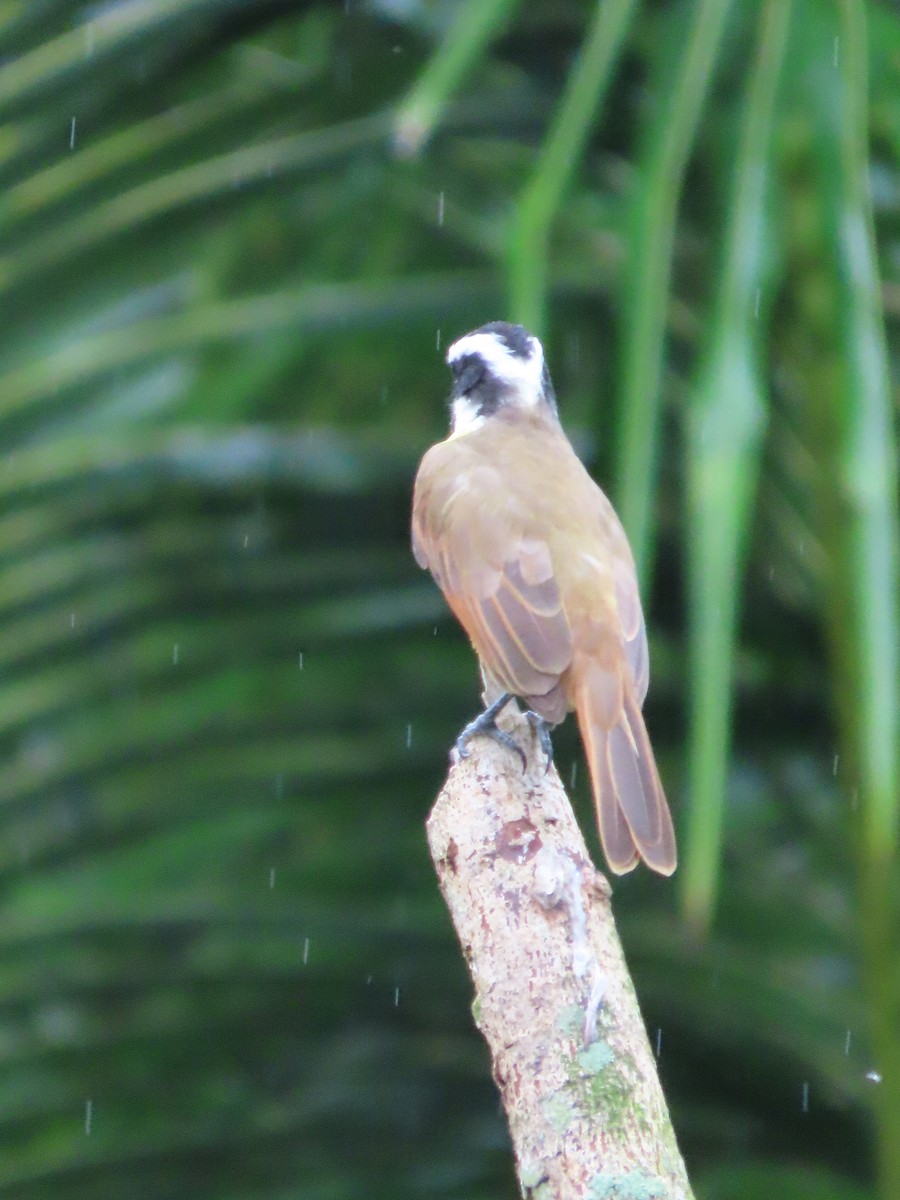 Great Kiskadee - ML645587953