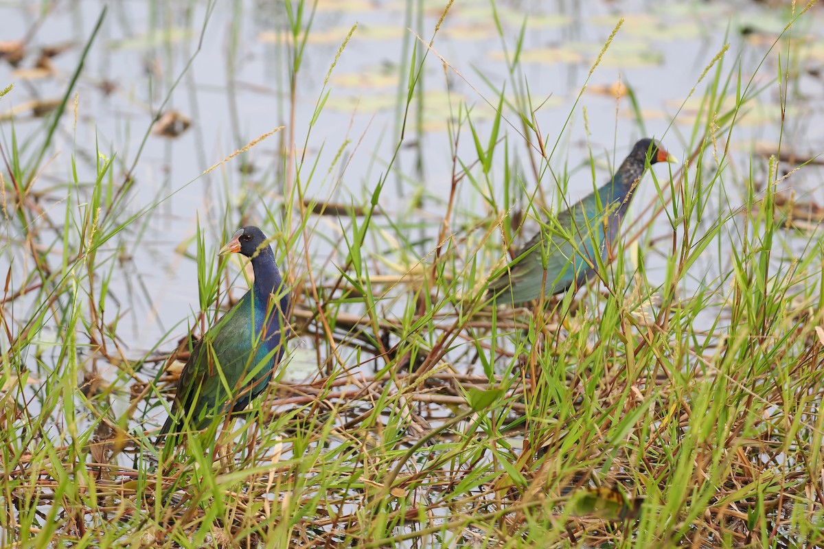 Purple Gallinule - ML645587954