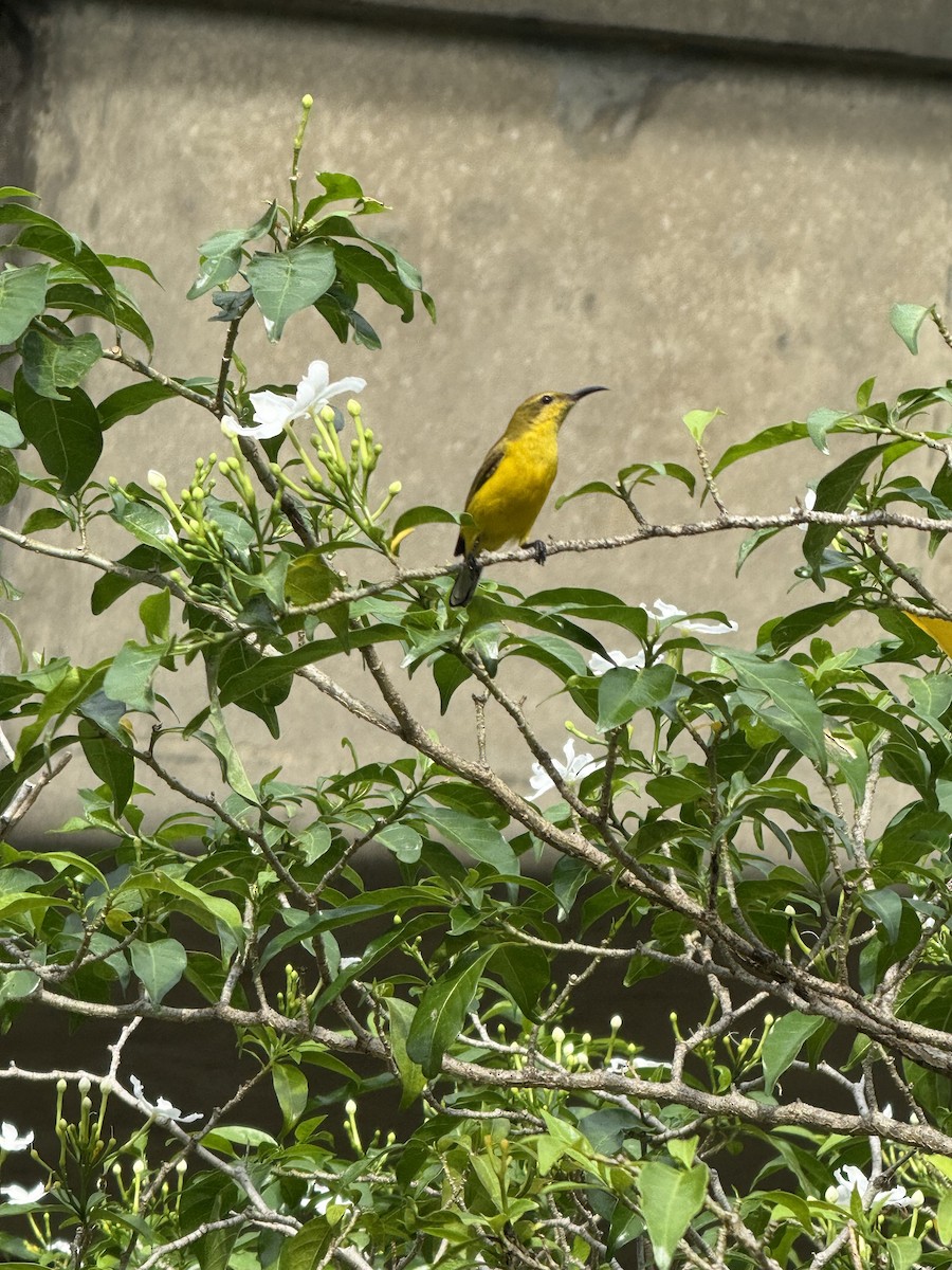 Ornate Sunbird - ML645587955