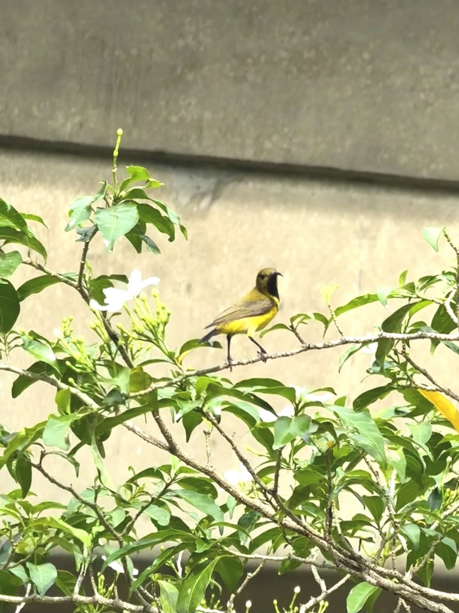 Ornate Sunbird - ML645587956