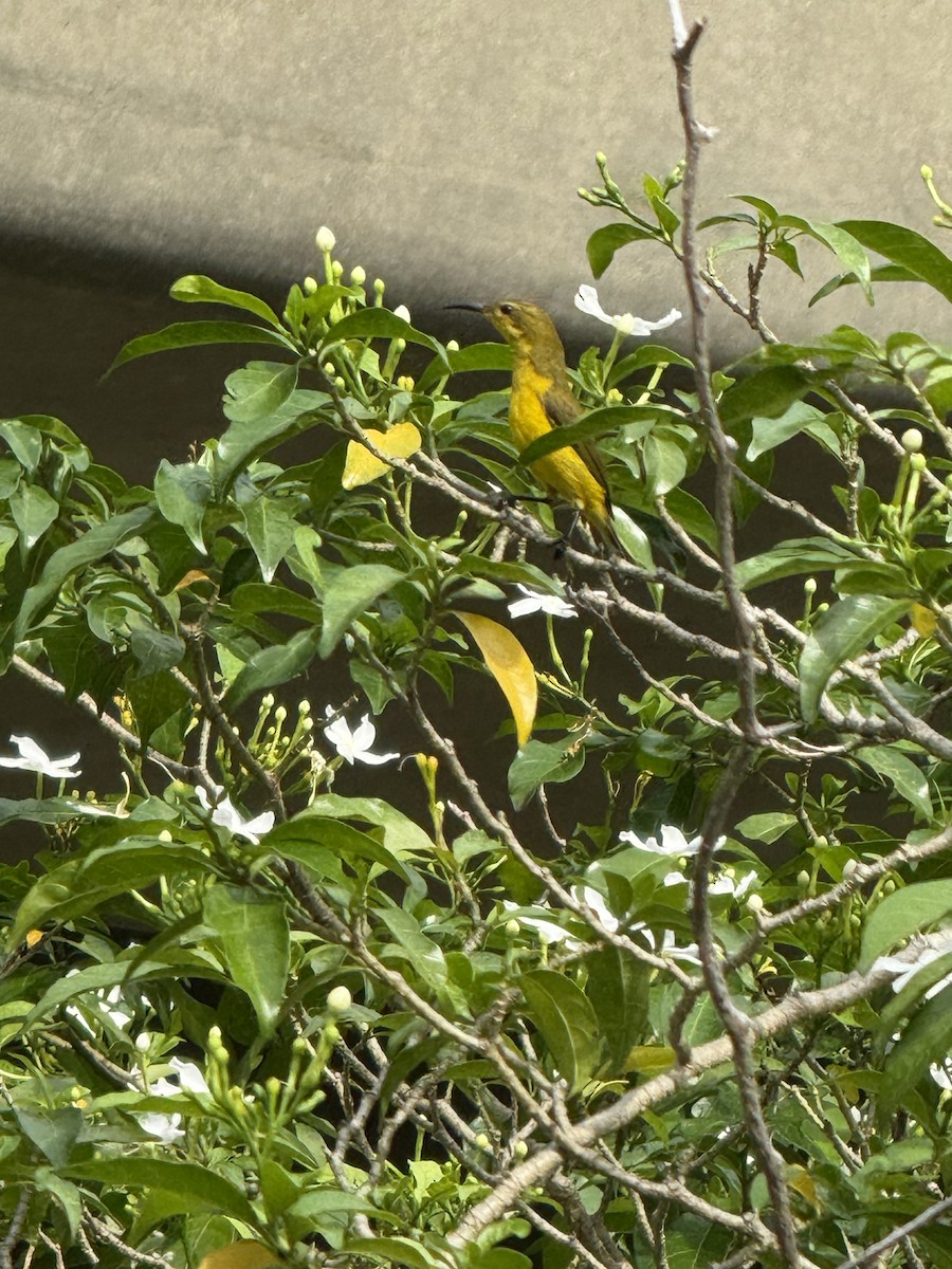 Ornate Sunbird - ML645587957