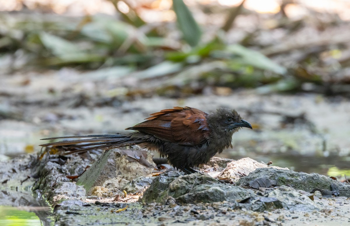 Andaman Coucal - ML645587958
