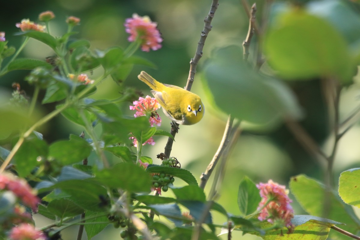 Indian White-eye - ML645587960
