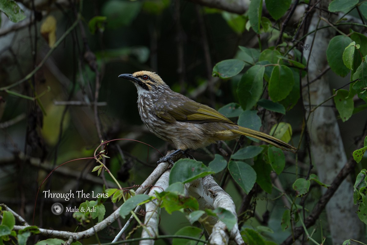 Straw-headed Bulbul - ML645587963