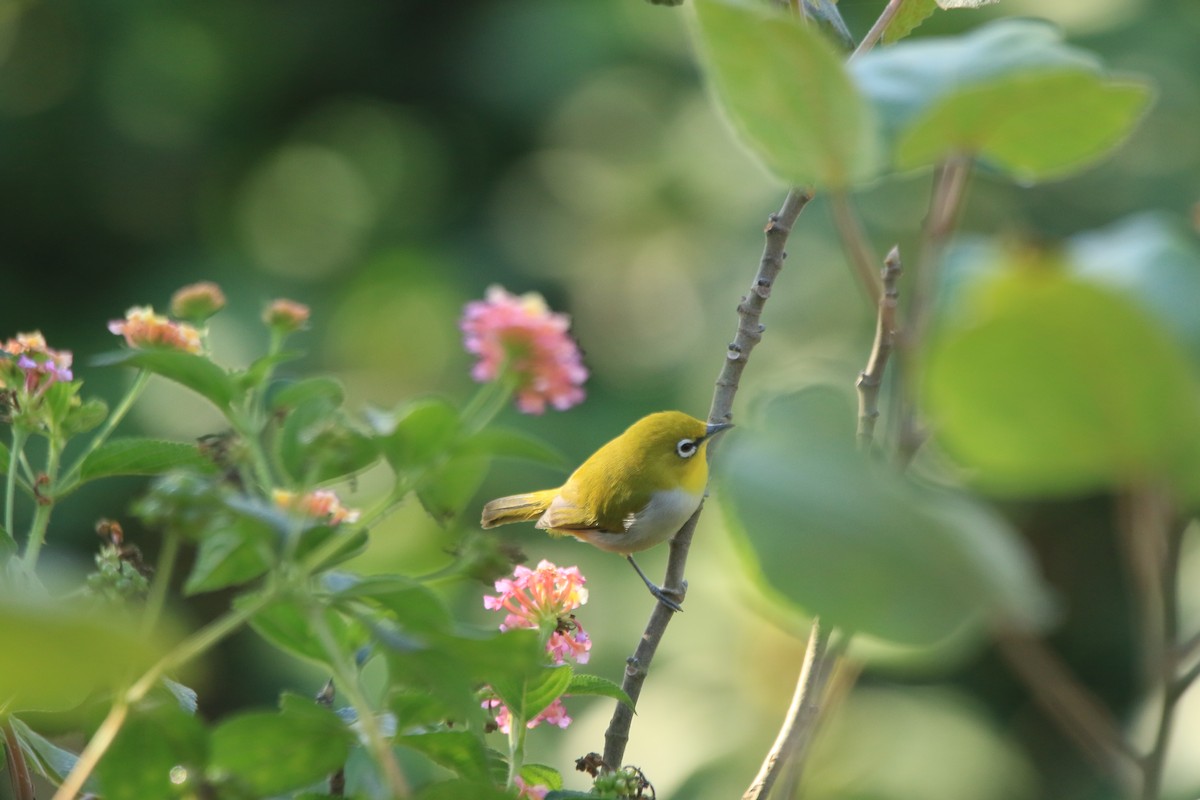 Indian White-eye - ML645587964