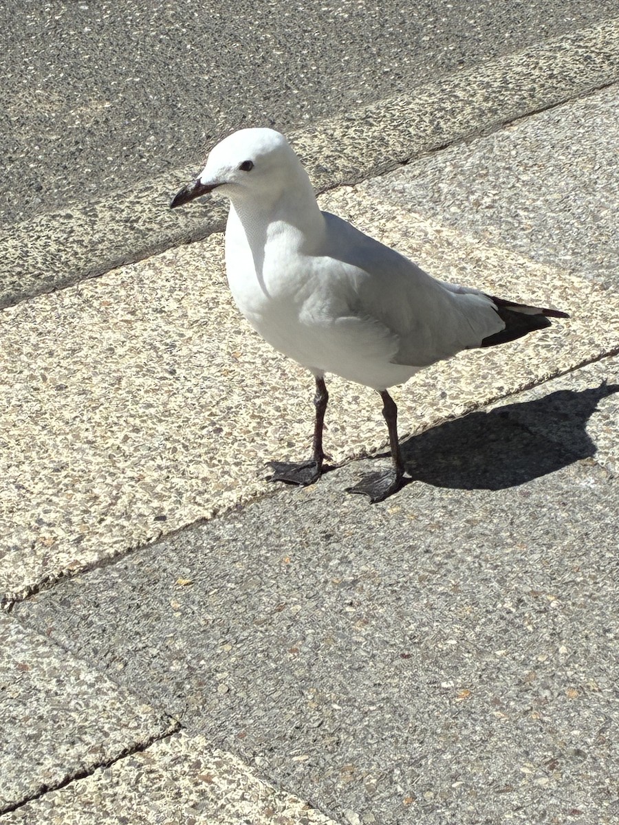 Silver Gull - ML645587965
