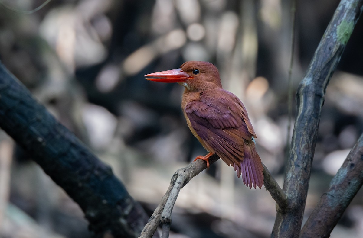 Ruddy Kingfisher - ML645587966