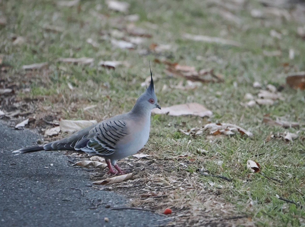 Crested Pigeon - ML645587967