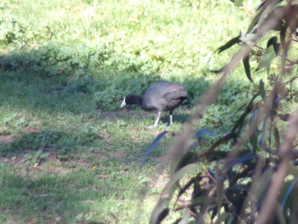 Eurasian Coot - ML645587968
