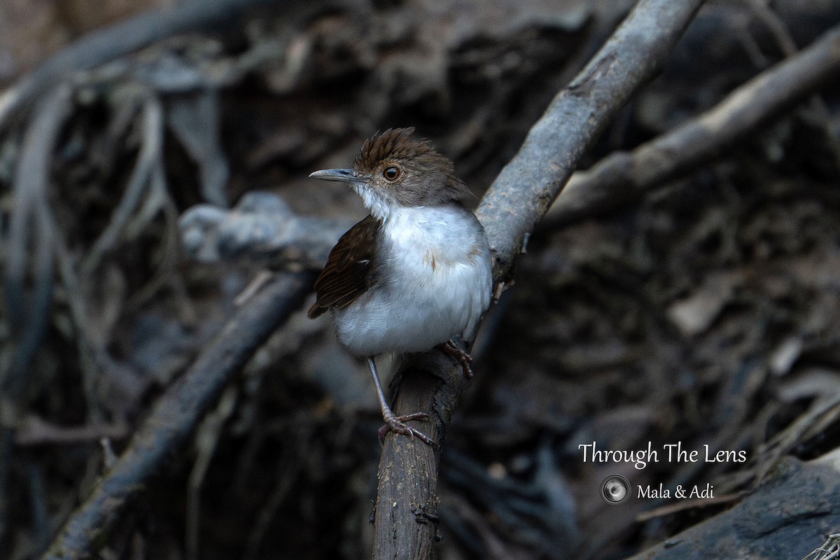 White-chested Babbler - ML645587969