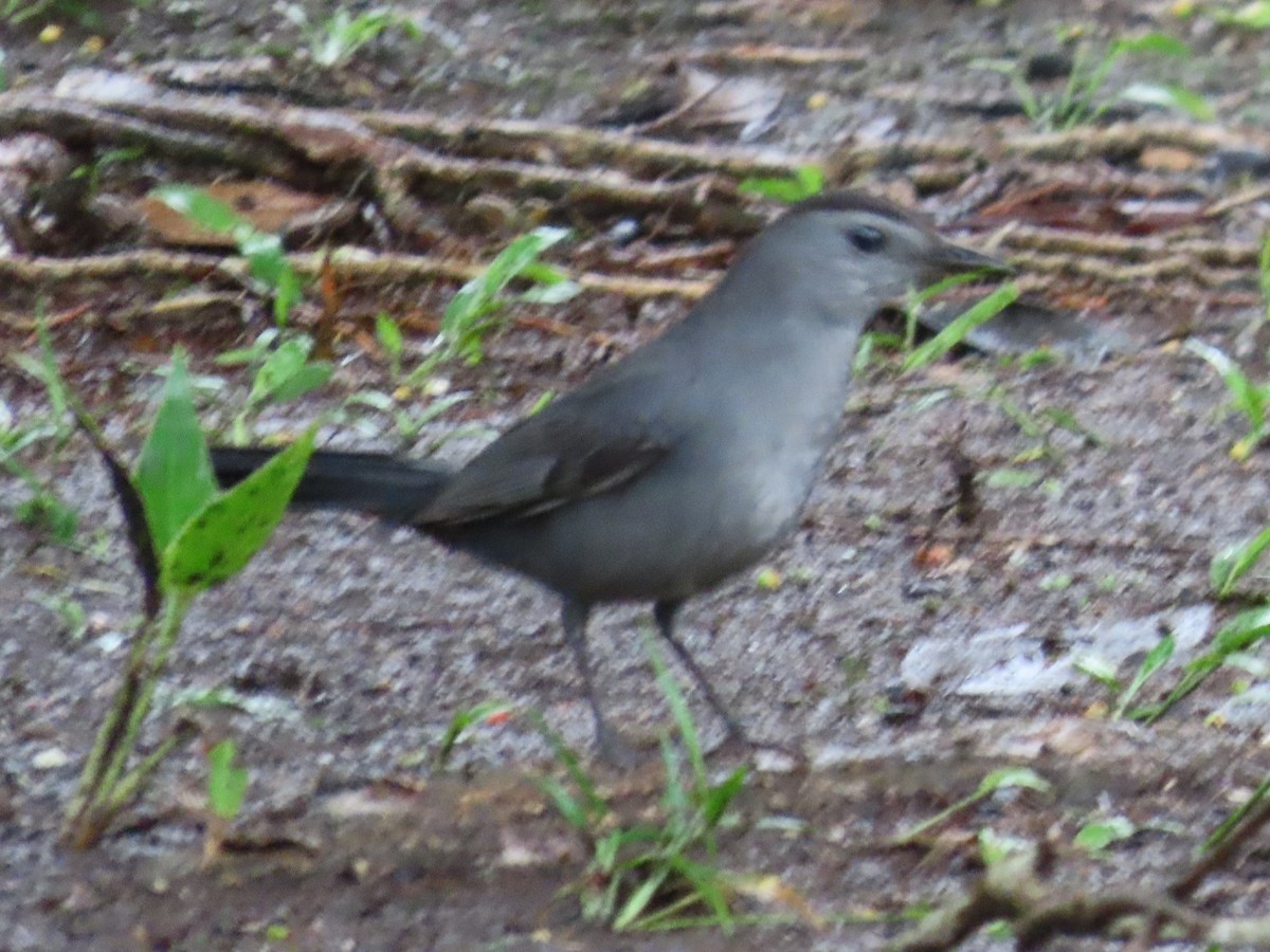 Gray Catbird - ML645587970