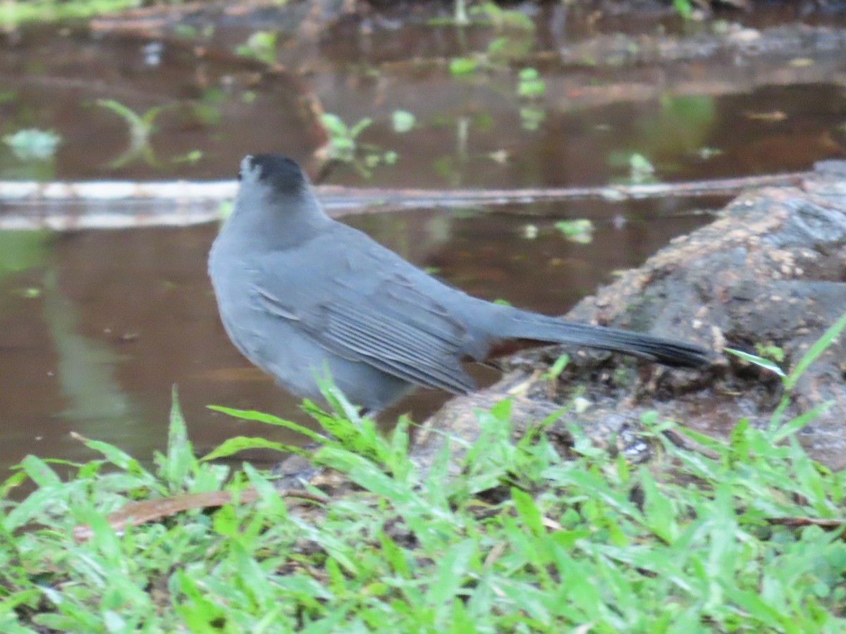 Gray Catbird - ML645587971