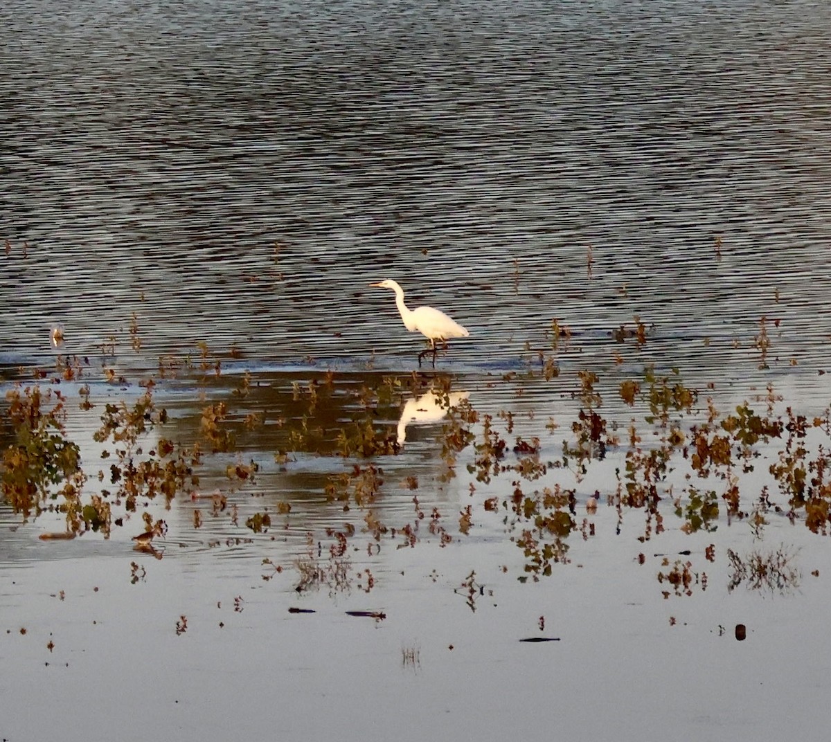 Great Egret - ML645587972
