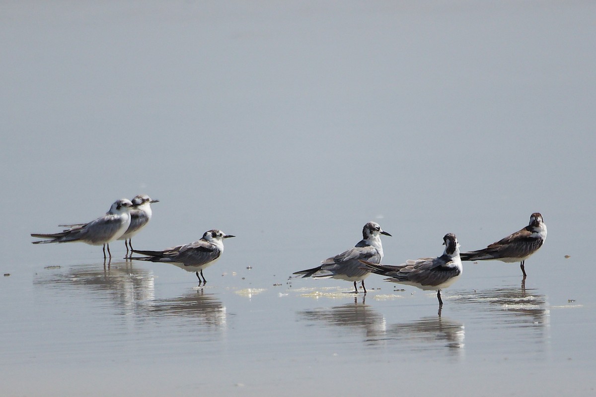 White-winged Tern - ML645587973