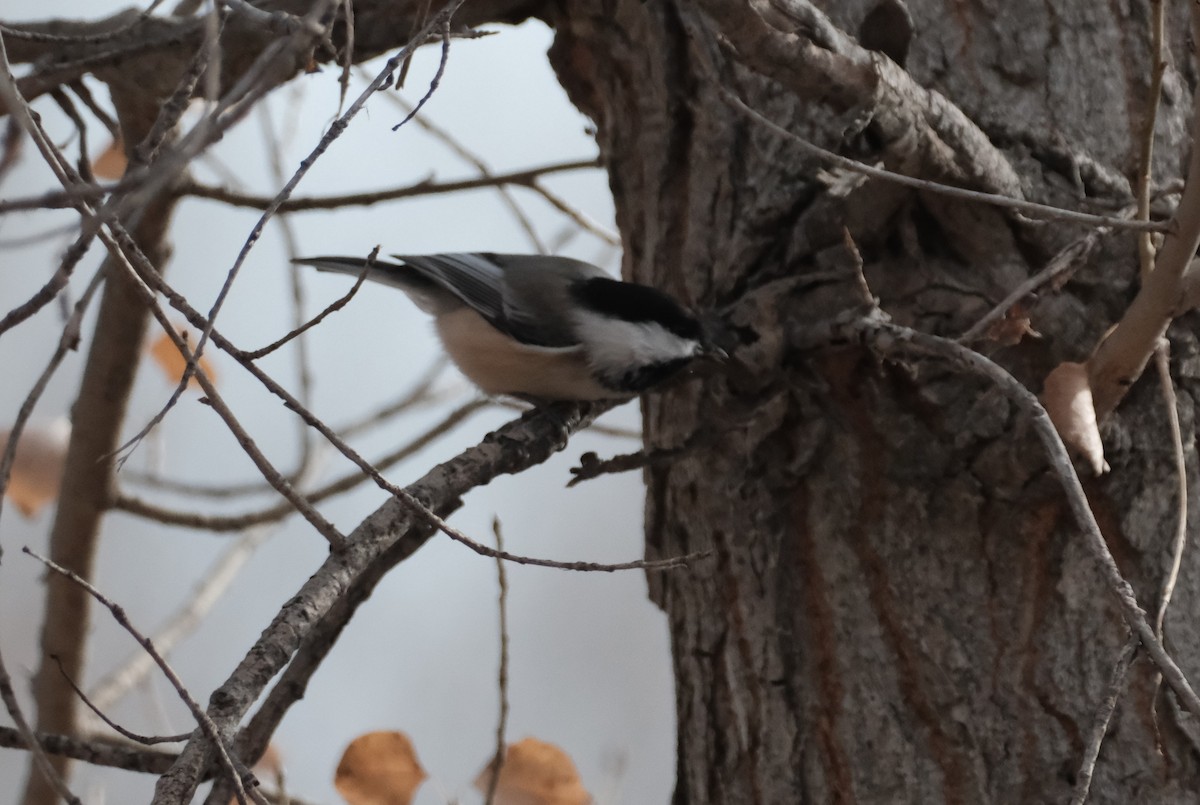 Black-capped Chickadee - ML645587974