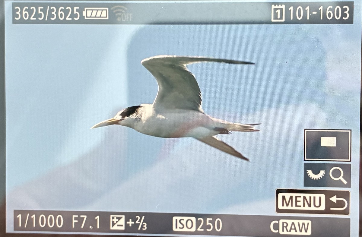 Great Crested Tern - ML645587975